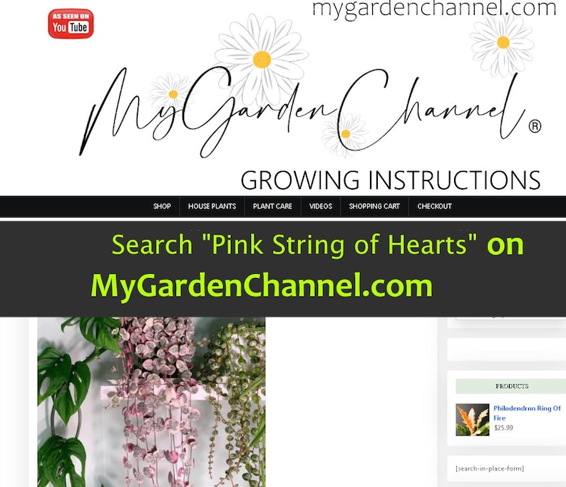 May include: Website screenshot of MyGardenChannel.com, a website selling house plants. The website features a banner image of a pink string of hearts plant hanging in a pot. The text "Search "Pink String of Hearts" on MyGardenChannel.com" is displayed on the banner. The website also features a product listing for a Philodendron Ring of Fire plant.