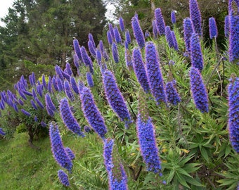 BLUE Echium fastuosum Seeds (Pride of Madeira) Flower Seeds Drought Tolerant
