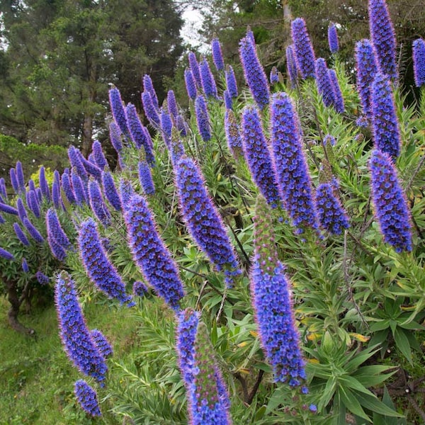 BLUE Echium fastuosum Live Plant (Pride of Madeira) Drought Tolerant - Desert Plants