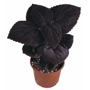 Black Coleus Houseplants Live in Pot indoor 2.5" x 4" Starter Plants Rare Fast Growing Plants Modern Home Decor Gift