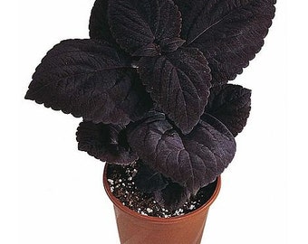 Black Dark Star Coleus