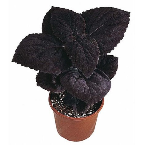 Black Dark Star Coleus
