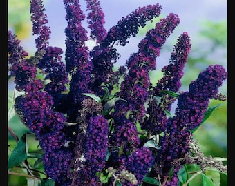 Black Knight Butterfly Bush Lilac Shrub Live Plant