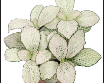 Snow Anne White Fittonia Plant Live in Pot Perfect Gift House Plant Low Light Indoor Plants