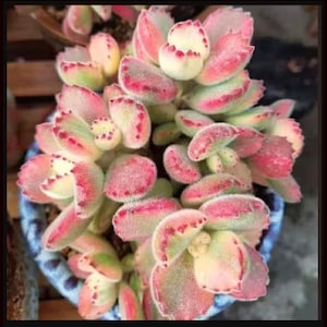 Variegated Bear Paw Succulents Cotyledon Houseplants Live Plant in Pot indoor 2.5" Pot Rare Fast Growing Plants Home Decor Gift