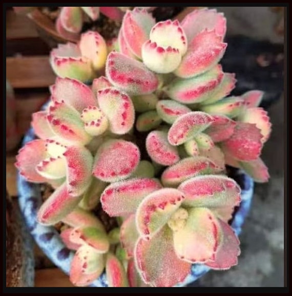 Rare Bear Paw Succulent - Cotyledon tomentosa - Easy to Grow - 2.5 Rare Bear Paw Succulent - Cotyledon tomentosa - Easy to Grow - 2.5