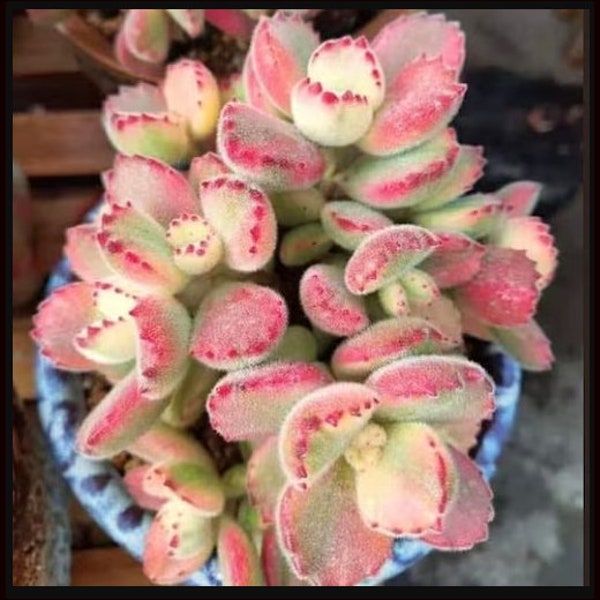 Variegated Bear Paw Succulents Cotyledon Houseplants Live Plant in Pot indoor 2.5" Pot Rare Fast Growing Plants Home Decor Gift