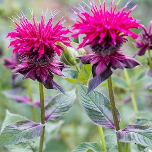 Bálsamo de abeja y vino de frambuesa