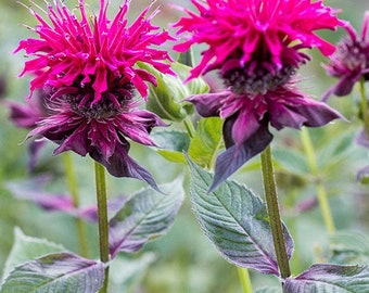 Raspberry Wine Bee Balm Flowers Perennial Live Plant Summer Spring Flower FULL Sun Coneflower