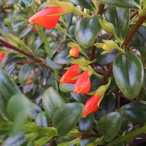 May include: Close-up of a plant with small, glossy, dark green leaves and vibrant orange, tubular flowers. The flowers are in various stages of bloom, with some buds still closed. The plant's stems are a reddish-brown color.