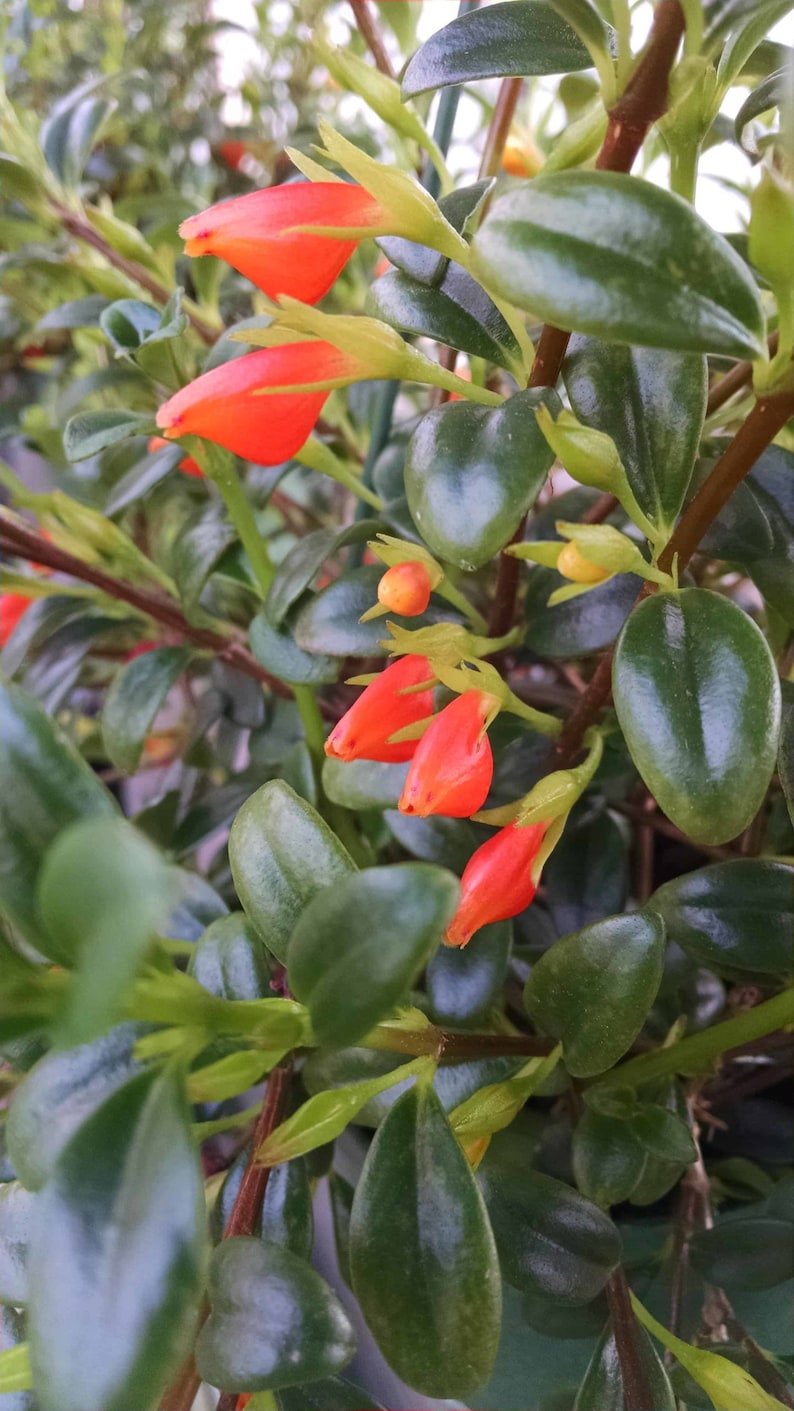 May include: Close-up of a plant with small, glossy, dark green leaves and vibrant orange, tubular flowers. The flowers are in various stages of bloom, with some buds still closed. The plant's stems are a reddish-brown color.