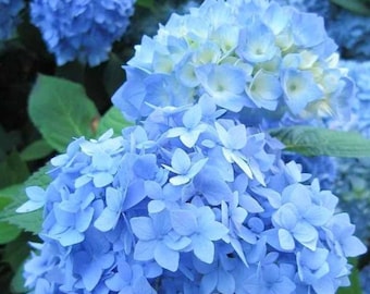 Nikko Blue Hydrangea Cuttings plants Japanese Plant LIVE Bush Tree Small Starter Fast Growing Tree Spring Flowers RARE