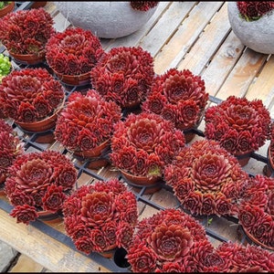 May include: A collection of small potted red succulents arranged in rows on a wooden surface. The succulents are in various sizes and shapes, with some having a more rounded form and others having a more pointed form.