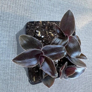 Black Unknown Tradescantia Houseplants Live Plant in Pot indoor 2.5 x 4 inch Pot Rare Fast Growing Plants Home Decor Gift