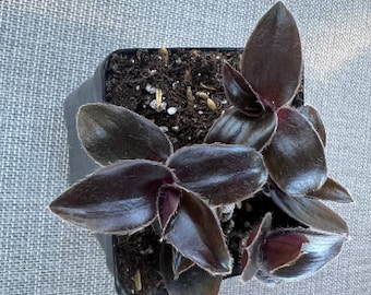 Black Unknown Tradescantia Houseplants Live Plant in Pot indoor 2.5 x 4 inch Pot Rare Fast Growing Plants Home Decor Gift