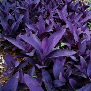 Purple Passion Tradescantia Houseplants Live Plant in Pot indoor 2.5" Pot Wandering Jew Spiderwort Rare Fast Growing Plants Purple Queen