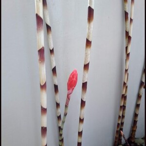 Red Bamboo Ginger Alpinia sp. Red Rubin - House Plants