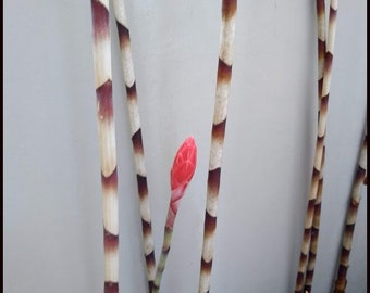 Red Bamboo Ginger Alpinia sp. Red Rubin - House Plants