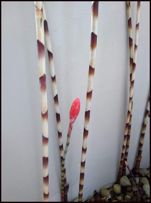Red Bamboo Ginger Alpinia sp. Red Rubin - House Plants