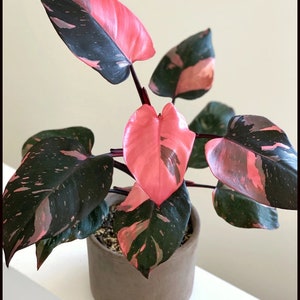Pink Princess Philodendron PPP House Plants