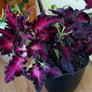 Black Dragon Coleus Houseplants Live in Pot indoor 2.5" x 4" Starter Plants Rare Fast Growing Plants Modern Home Decor Gift