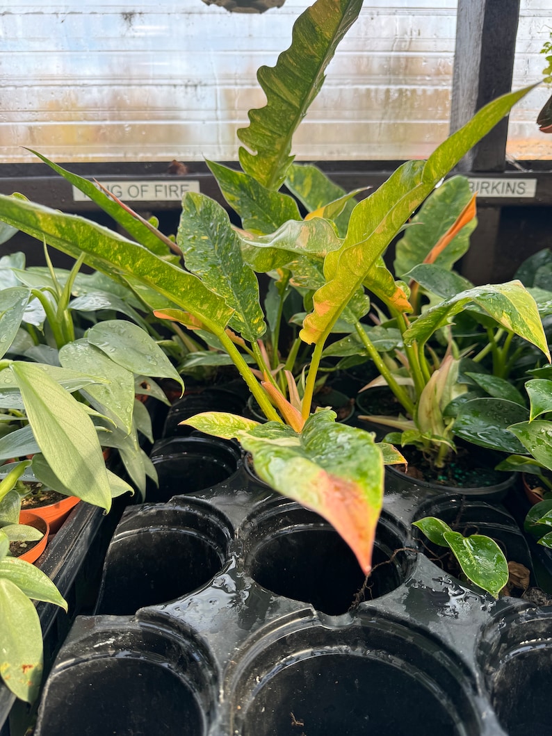 Philodendron Ring Of Fire - Thumbnail 2
