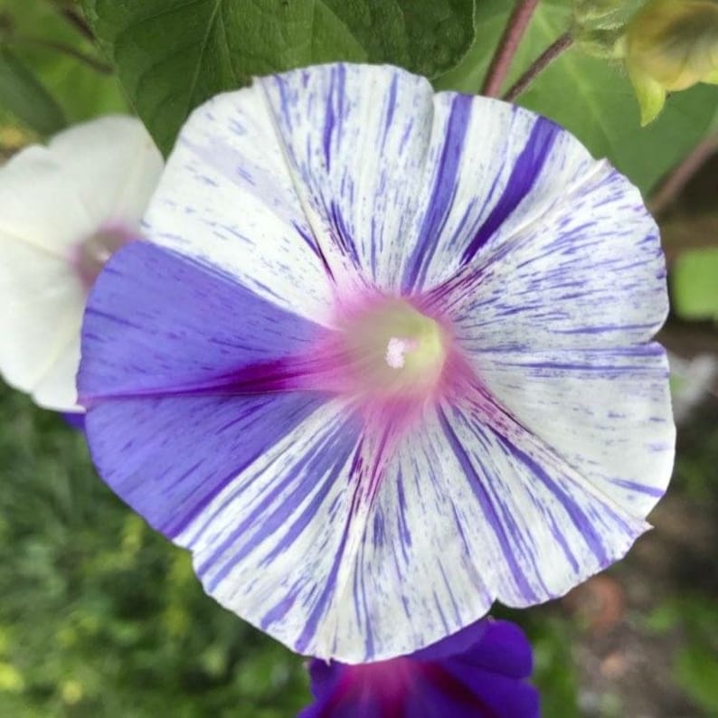 Carnival of Venice Morning Glory Vine Live Plants Blue Pink Purple Flowers House Plant image 2