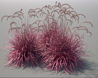 FIREWORKS Grass Pennisetum setaceum Rubrum Perennial Ornamental