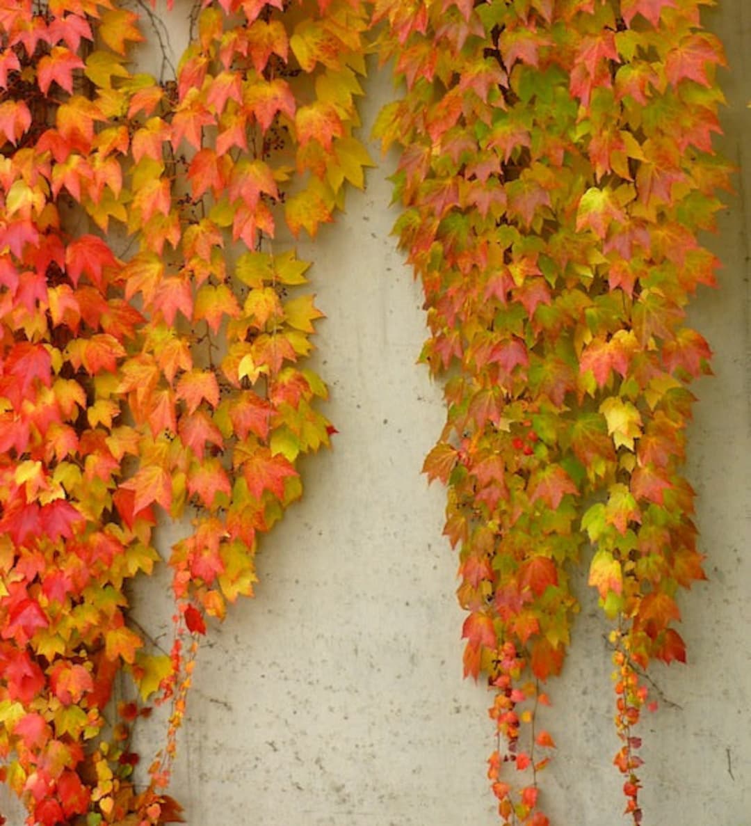 TWO 2 Boston Ivy Colorful Fall Foliage Fast Growing Plants Live Plant