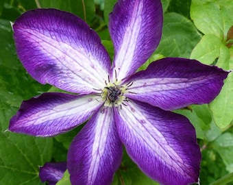LAST STOCK of YEAR - Clematis Venosa Violacea Purple and White Vine Live Plants Flowers House Plant Perennial