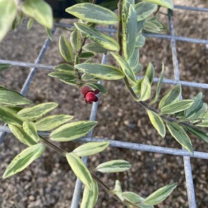 May include: Close-up of a plant with green and yellow variegated leaves and a small, dark red flower. The plant's stems are visible, and it is set against a metal grid background. The leaves have a striking color contrast.
