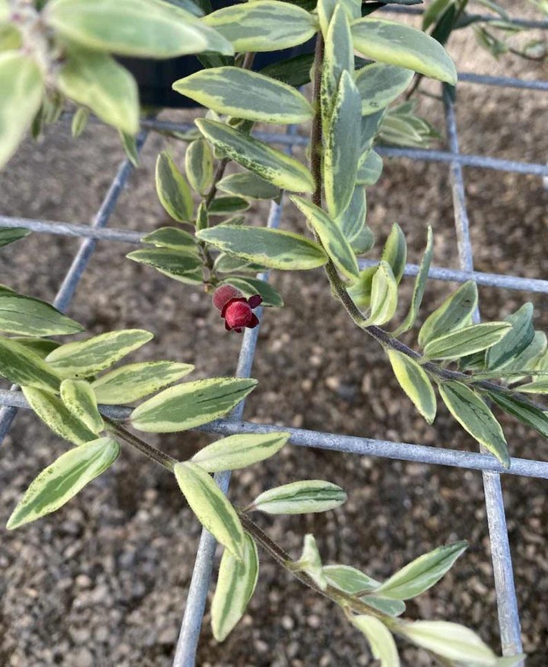May include: Close-up of a plant with green and yellow variegated leaves and a small, dark red flower. The plant's stems are visible, and it is set against a metal grid background. The leaves have a striking color contrast.