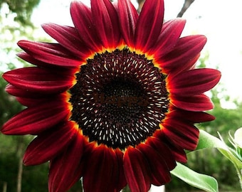 Royal Rouge Sunflower Seeds Red Gold Yellow Bold Hot colors Rare Sun Flower Seeds