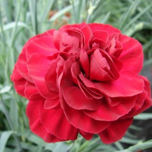 May include: A single deep red carnation flower with ruffled petals. The flower is in focus and the background is blurred.