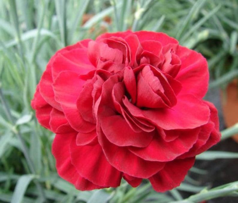 May include: A single deep red carnation flower with ruffled petals. The flower is in focus and the background is blurred.