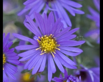 Purple Dome Aster Daisy Like Flowers Mass Bloomer Live Plant