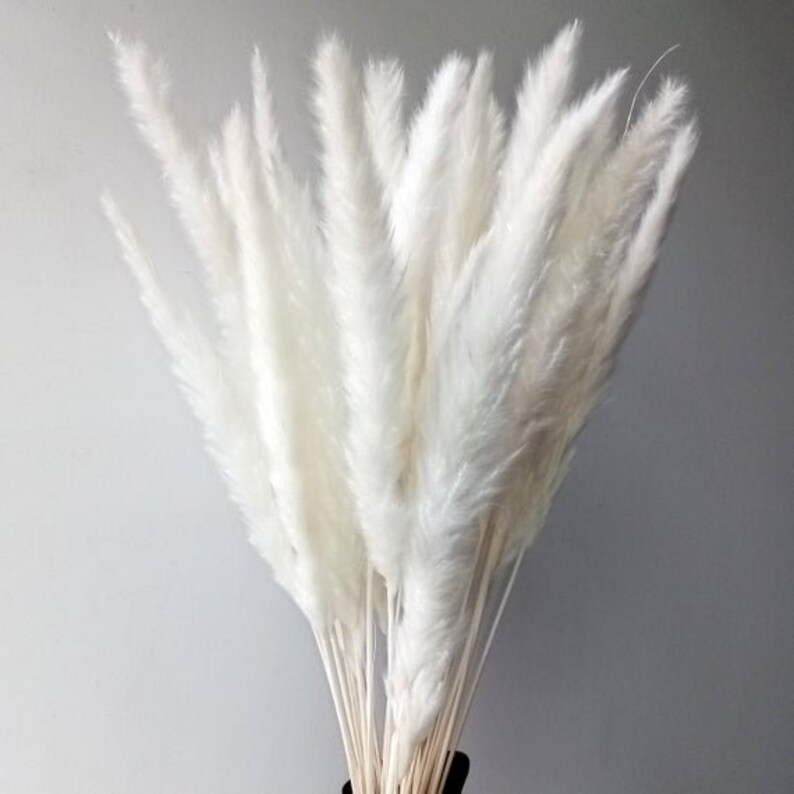 Pampas Grass WHITE Perennial Ornamental 1 Live Plant Home Etsy