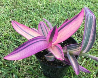 Pink Stripes Tradescantia Variegata Pallida ppp House Plant indoor small starter Purple Fast Growing Plants Rare