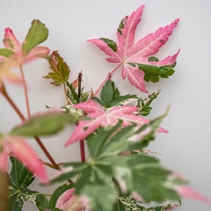 May include: Close-up of a Japanese maple branch with vibrant leaves. The leaves display a striking mix of colors, including pink, green, and white. The pink hues are prominent, creating a visually appealing contrast against the green and white.