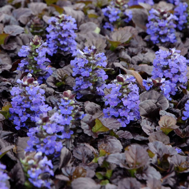 Black Scallops Ajuga Live Plant Dark Color Blue Flowers Ground Cover Perennial zone 3-9 USA Seller image 6