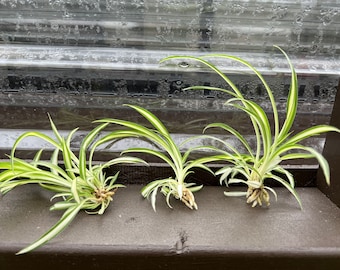 Spider Plant Babies Cutting Live Plant Houseplants Live indoor Fast Growing Plants