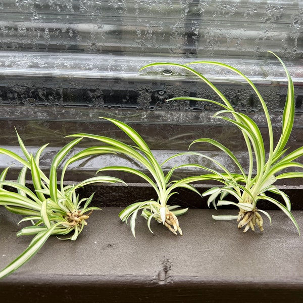 Spider Plant Babies Cutting Live Plant Houseplants Live indoor Fast Growing Plants