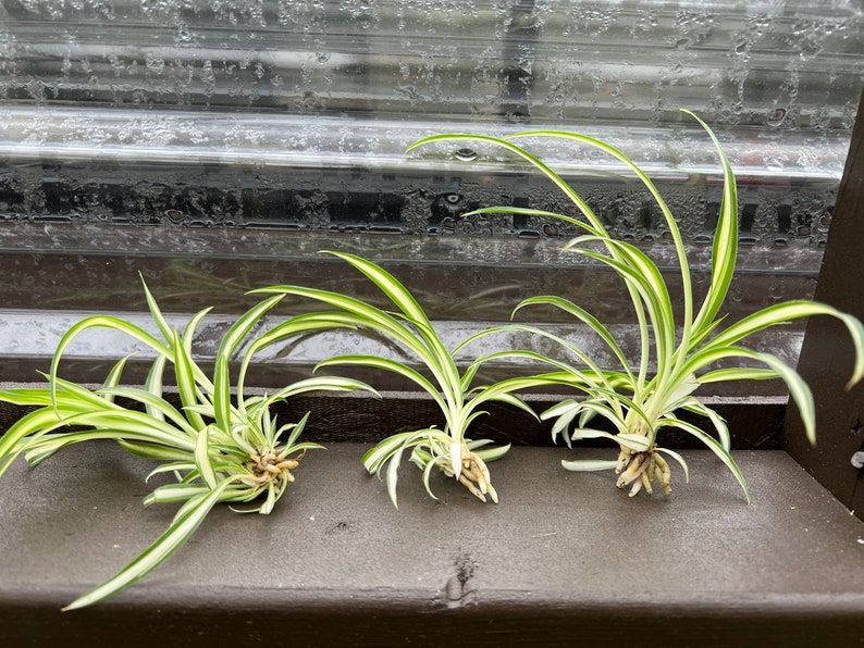 spider-plant-babies-cutting-live-plant-houseplants-live-indoor-etsy