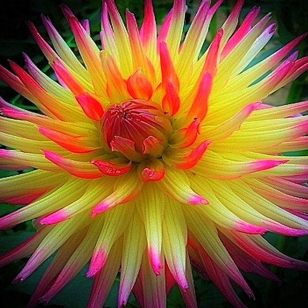 Electric Flash Dahlia Flower Plant Bulbs Perennial Flowers Live Plant Rare