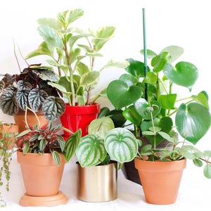 May include: An assortment of potted plants, including varieties with heart-shaped, striped, and variegated leaves. The pots are in various colors, including terracotta, red, and gold. The plants are arranged against a white background.