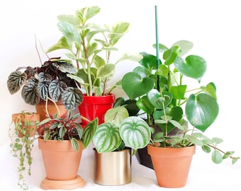 Puede incluir: Una variedad de plantas en macetas, incluyendo variedades con hojas en forma de corazón, rayadas y abigarradas. Las macetas son de varios colores, incluyendo terracota, rojo y dorado. Las plantas están dispuestas sobre un fondo blanco.