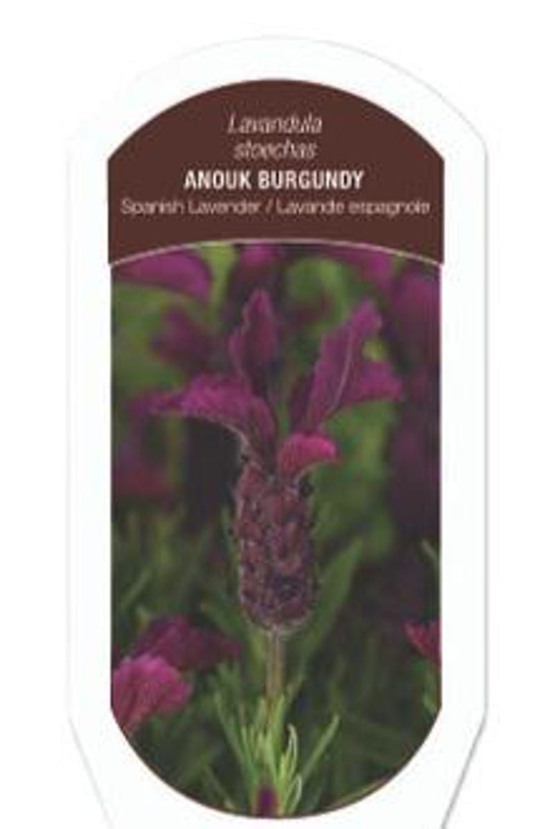 Burgundy Anouk Lavender - Etsy