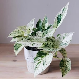 Pothos de la reina del mármol