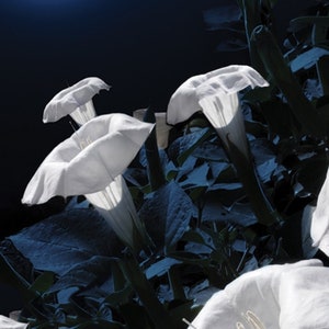 Flores Flor de luna Gloria de la mañana