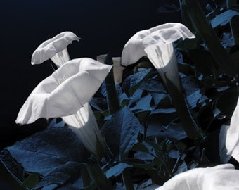LOW STOCK SALE - Flowers Moonflower White Angel Live Plant Pot Morning Glory Perennial flower Large blooms 6 Inch Flowers